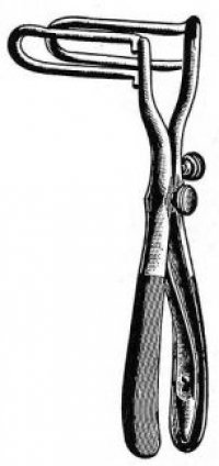 Rectum